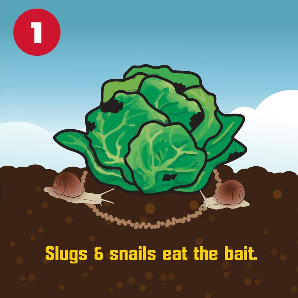 1.75 lbs. Slug and Snail Killer (2-Pack) - Hercitys
