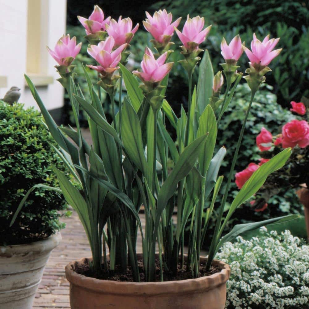 2.5 Qt. Curcuma Pink Bloom Plant - Hercitys