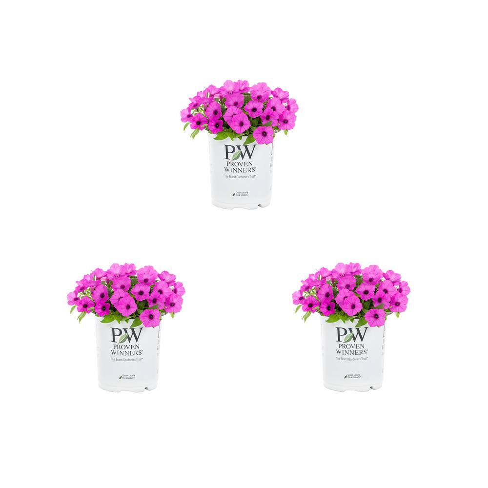 2.5 Qt. Petunia Supertunia Vista Jazzberry Pink Annual Plant (3-Pack) - Hercitys
