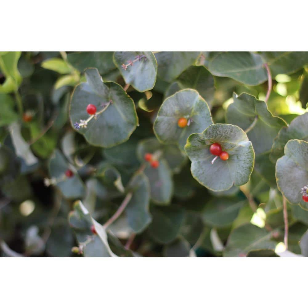 1 Gal. Kintzley’s Ghost Honeysuckle (Lonicera Reticulata) Live Flowering Shrub with Yellow and White Flowers - Hercitys