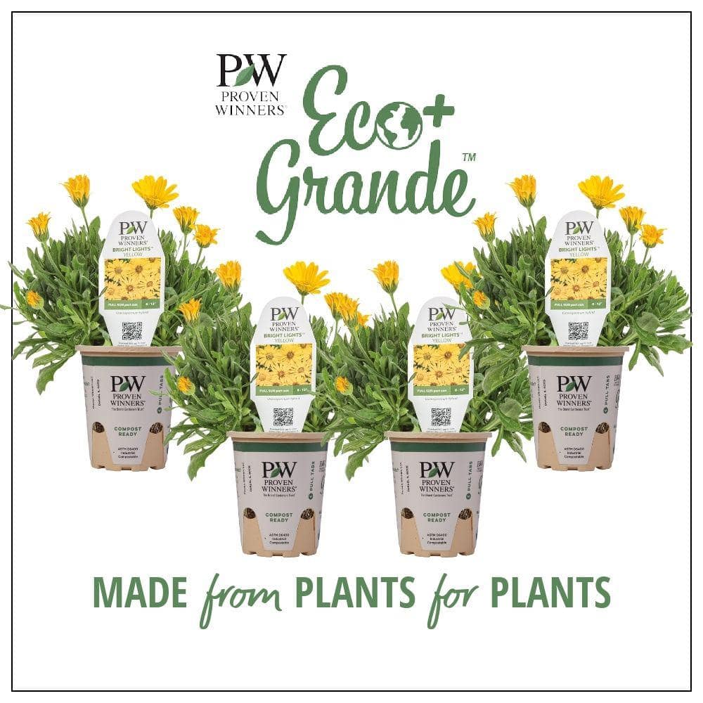 4.25 in. Eco+Grande Bright Lights Yellow African Daisy (Osteospermum) Live Plant, Yellow Flowers (4-Pack) - Hercitys
