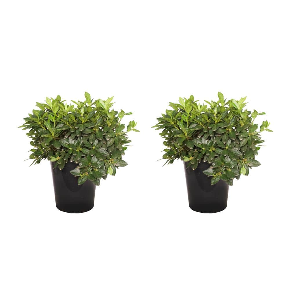 #5 Container Redbird Azalea Perennial Plant (2-Pack) - Hercitys