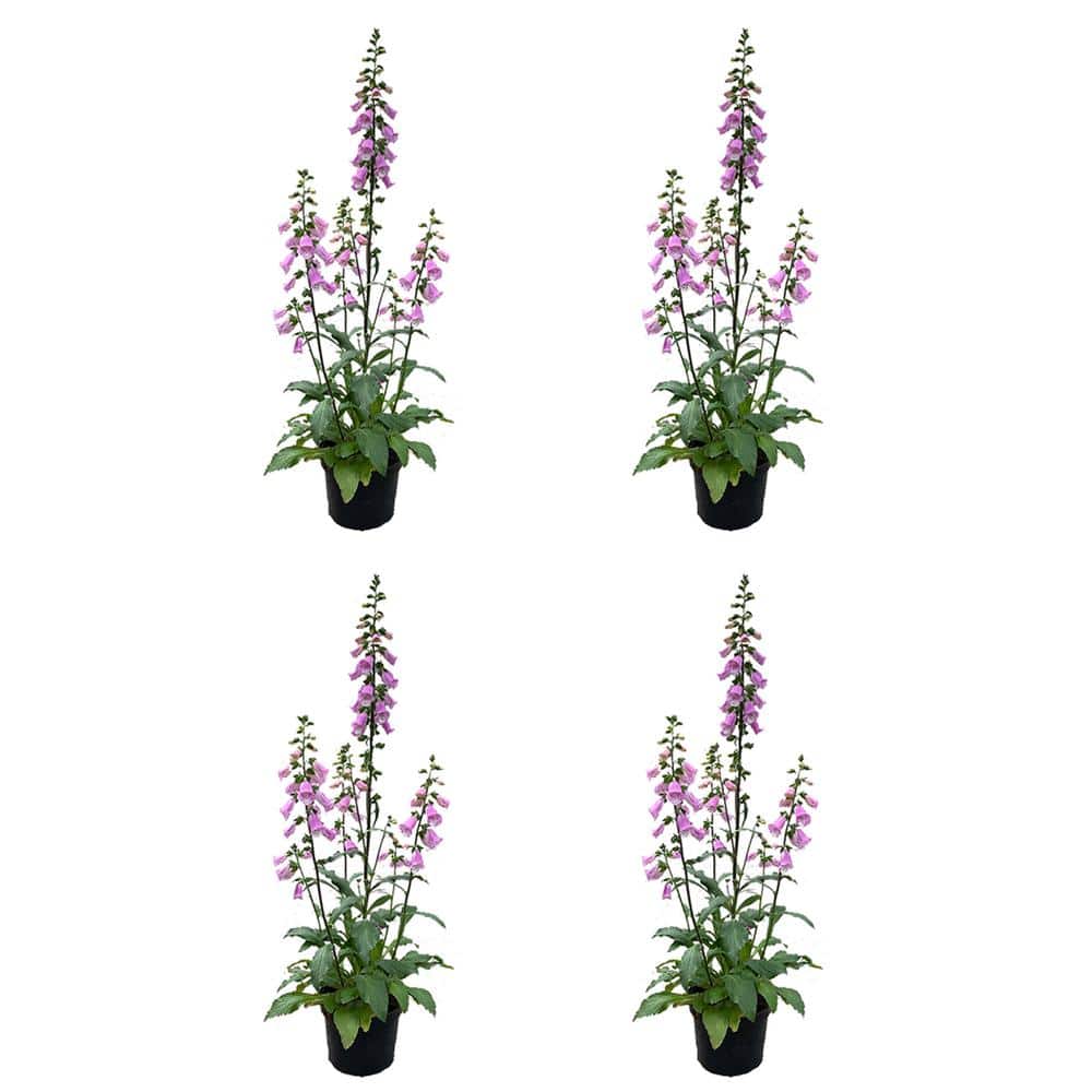 2.5 qt. Perennial Digitalis Pink (4-Pack) - Hercitys