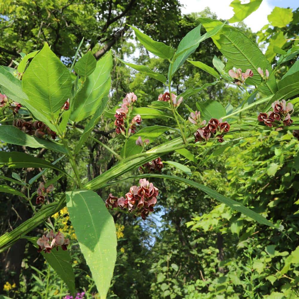 1 gal. Apios Americana Ground Nut Perennial Plant Ruddy Red Flowers - Hercitys