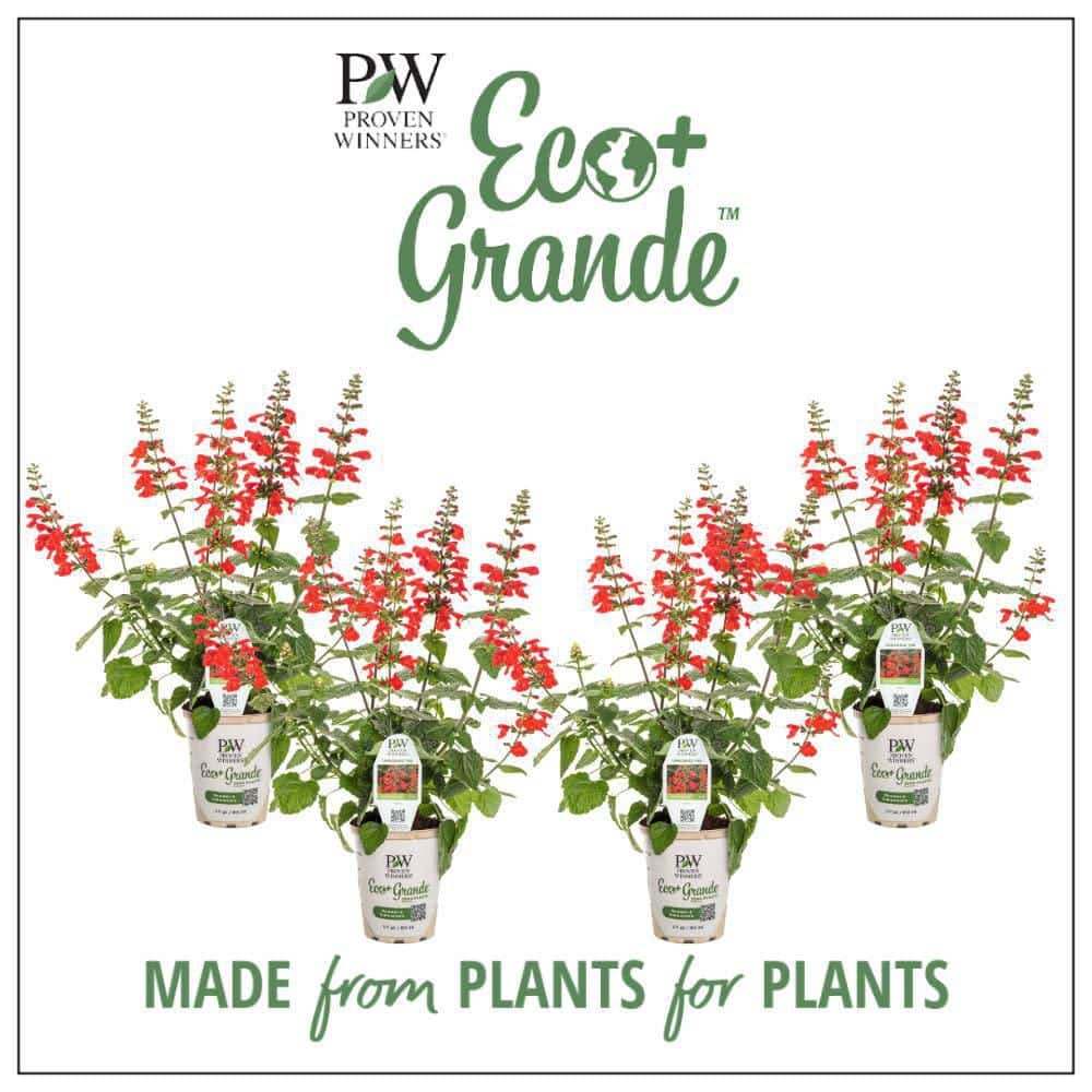 4.25 in. Eco+ Grande Unplugged Red Scarlet Sage (Salvia Coccinea) Live Annual Plant with Red Flowers 4-Pack - Hercitys