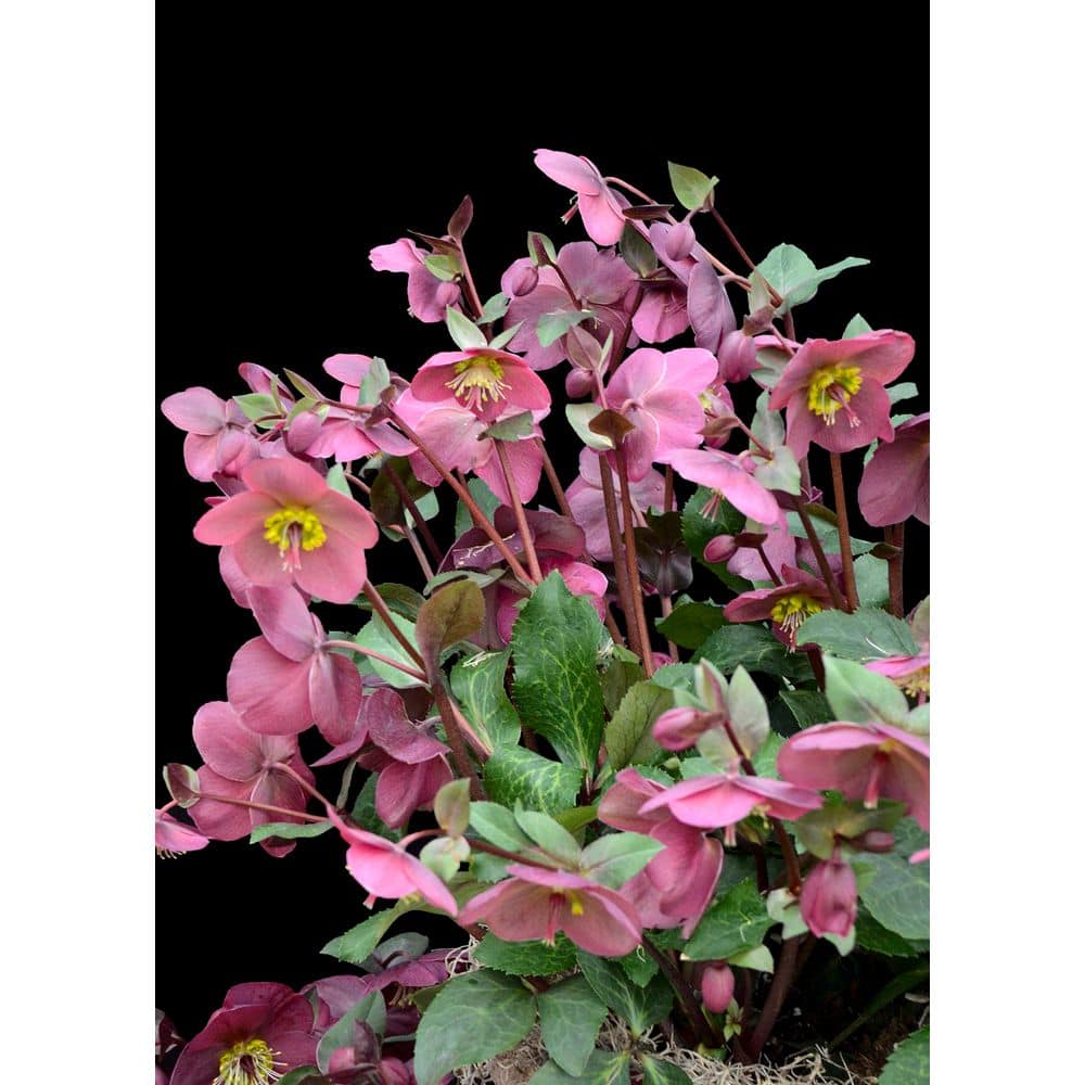 1 gal. Anna’s Red Hellebore Live Flowering Shade Perennial Plant with Deep Red Flowers - Hercitys