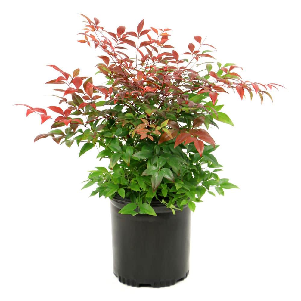 2.5 qt. Nandina Gulf Stream Shrub - Hercitys