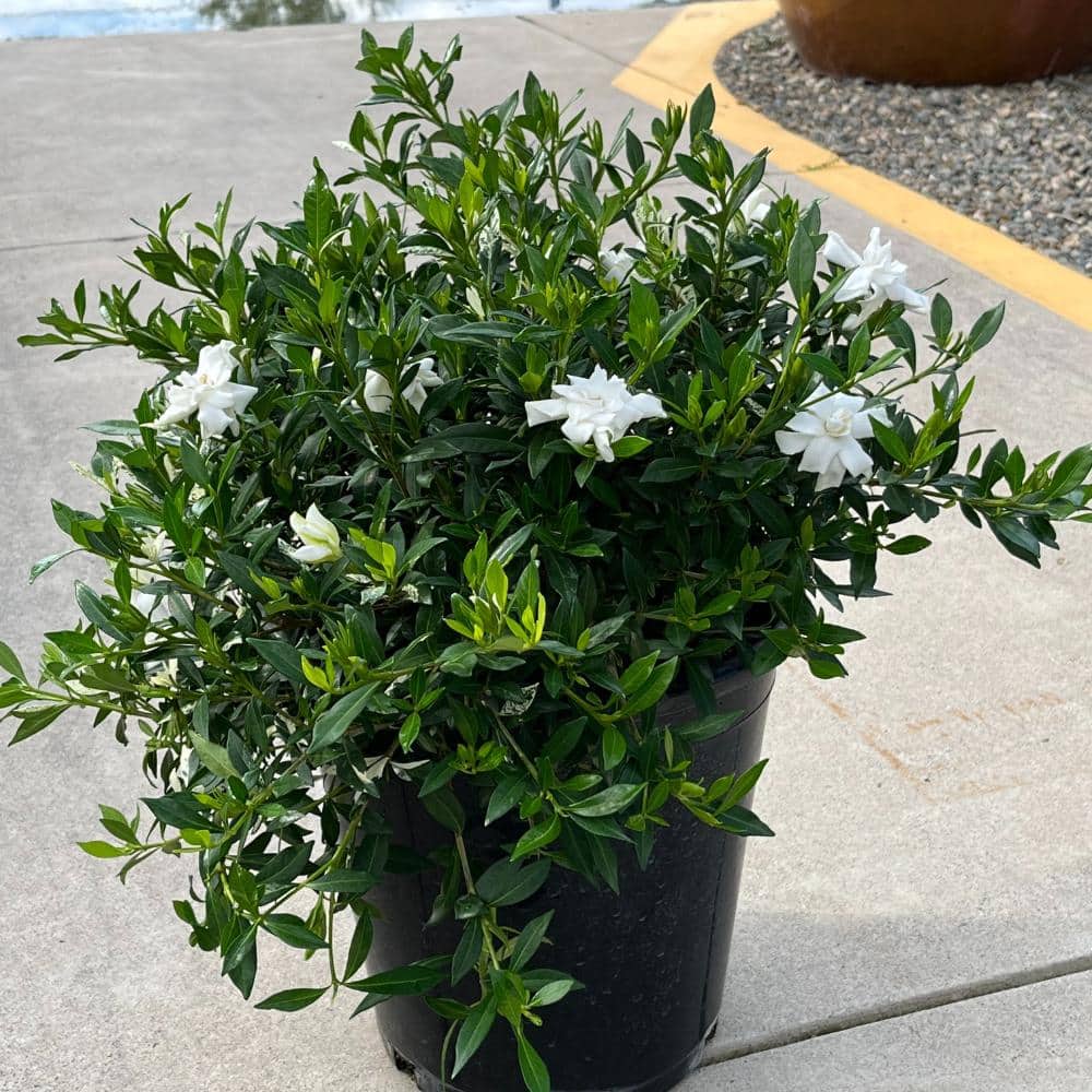 #5 Container Everblooming Gardenia Perennial Plant (2-Pack) - Hercitys