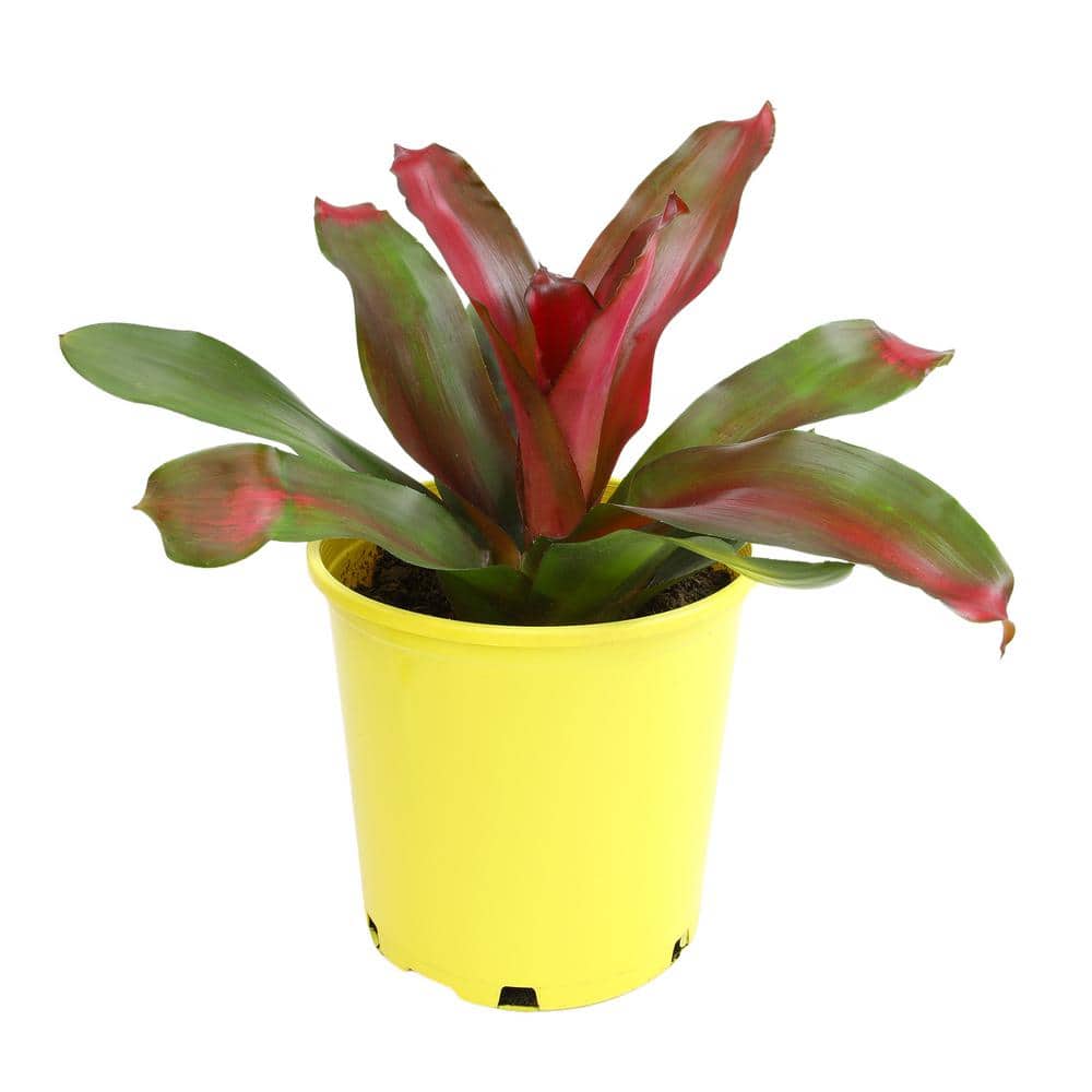 4 qt. Bromeliad Neoregelia Magali Tropical Perennial Outdoor Plant with Red Foliage and Purple Blooms in Grower Pot - Hercitys