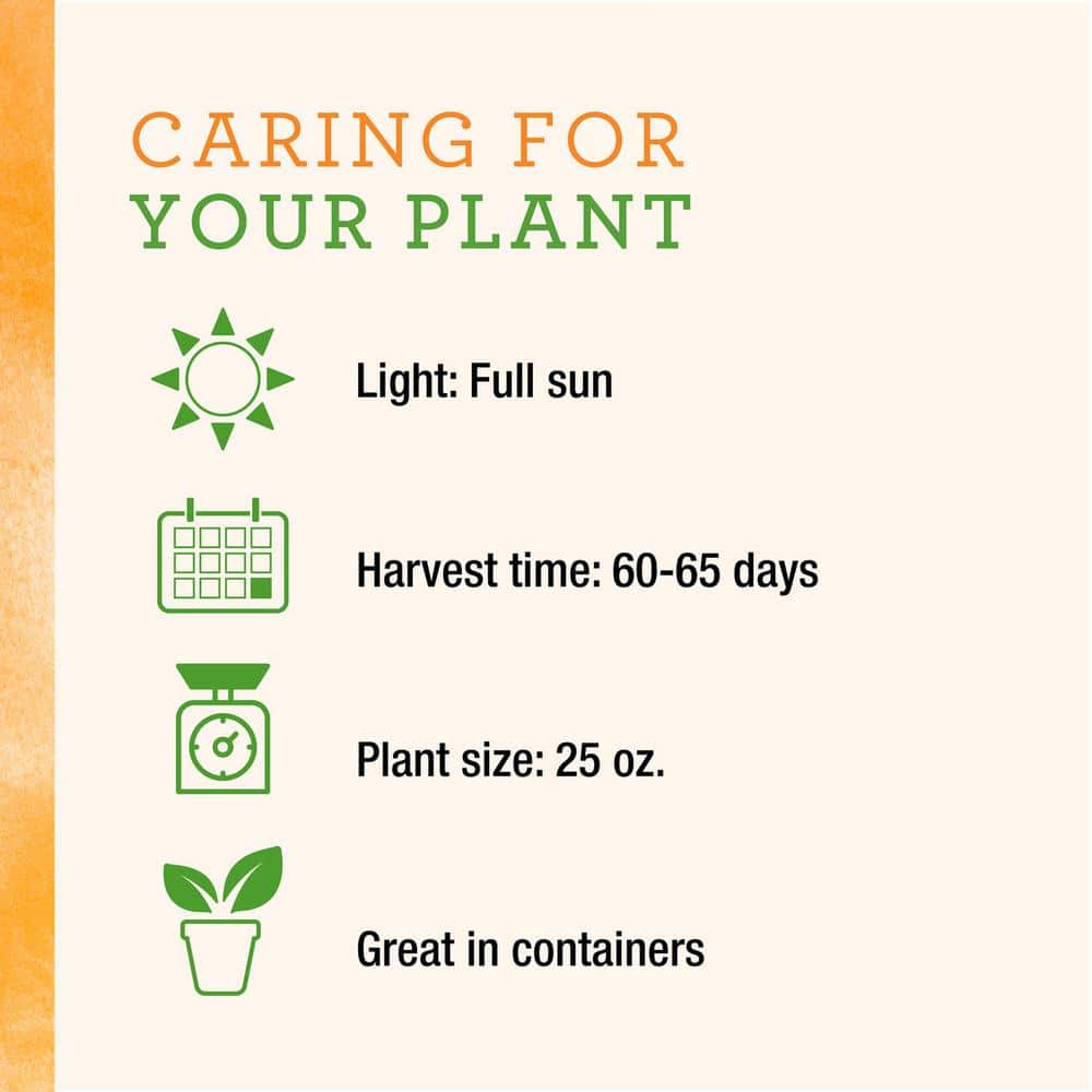 25 oz. Early Flame Jalapeno Hot Pepper Plant (2-Pack) - Hercitys