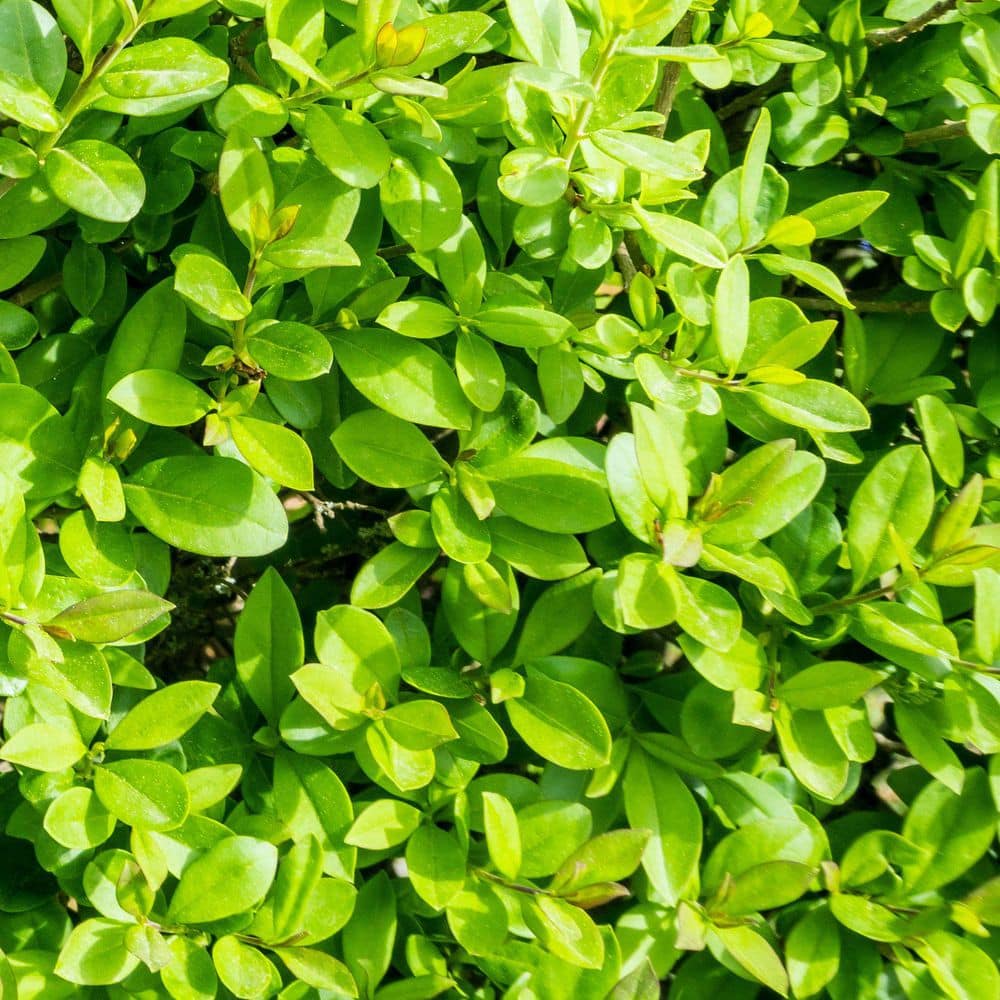 1 gal. Boxwood Wintergreen Shrub - Hercitys