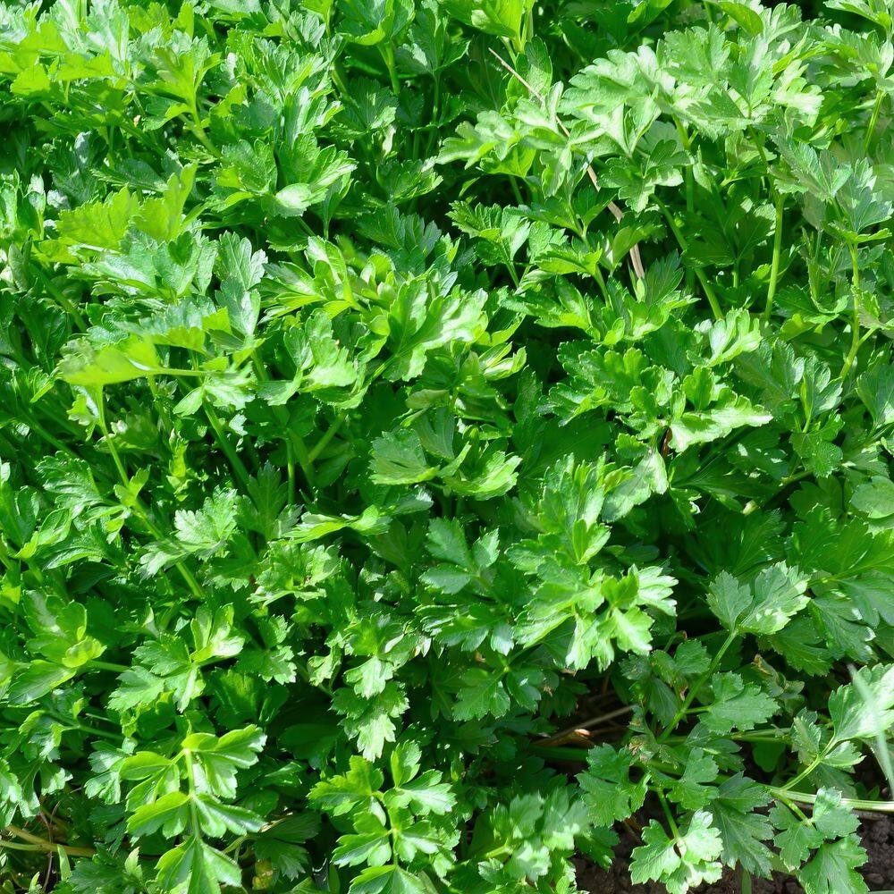 3.3 in. Parsley Culinary Kitchen Herb Seed Grow Kit - Hercitys