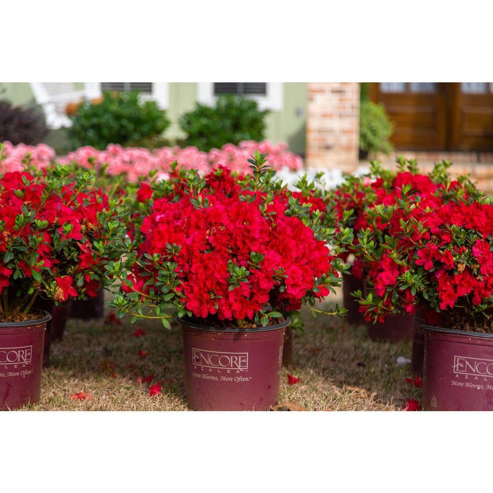 1 Gal. Autumn Fire Shrub with True Red Reblooming Flowers - Hercitys