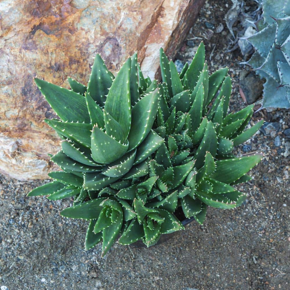 1 Gal. Aloe Nobilis – Single - Hercitys