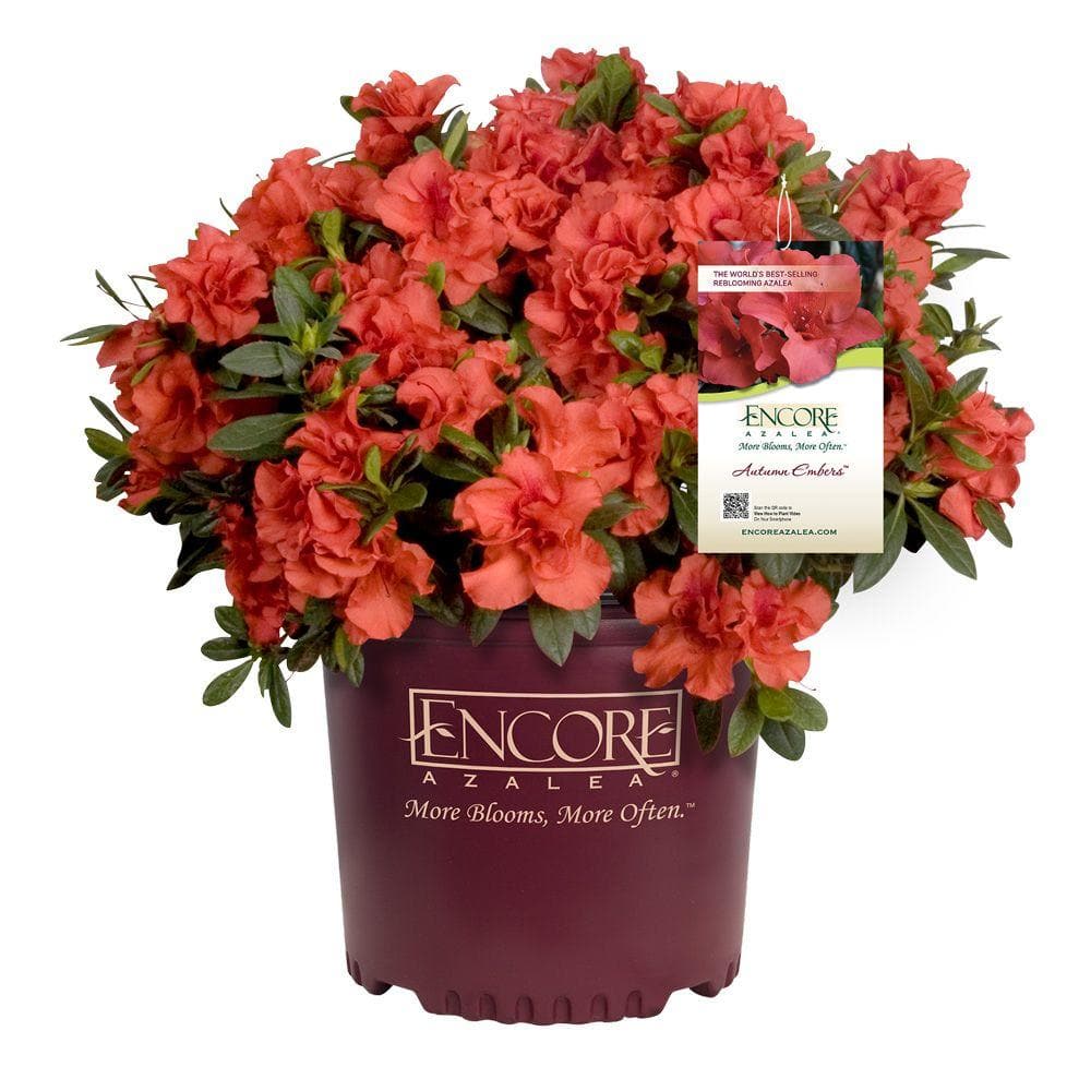 2 Gal. Autumn Embers Shrub with Red-Orange Reblooming Semi-Double Flowers - Hercitys