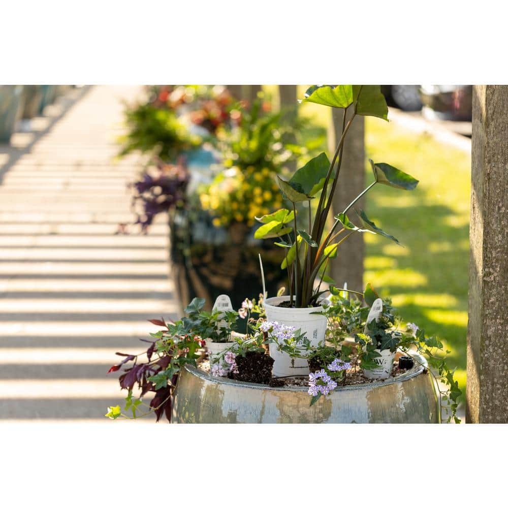 1 Gal. Royale. ‘Coffee Cups’ Live Annual Plant, Green Foliage (1-Pack) - Hercitys