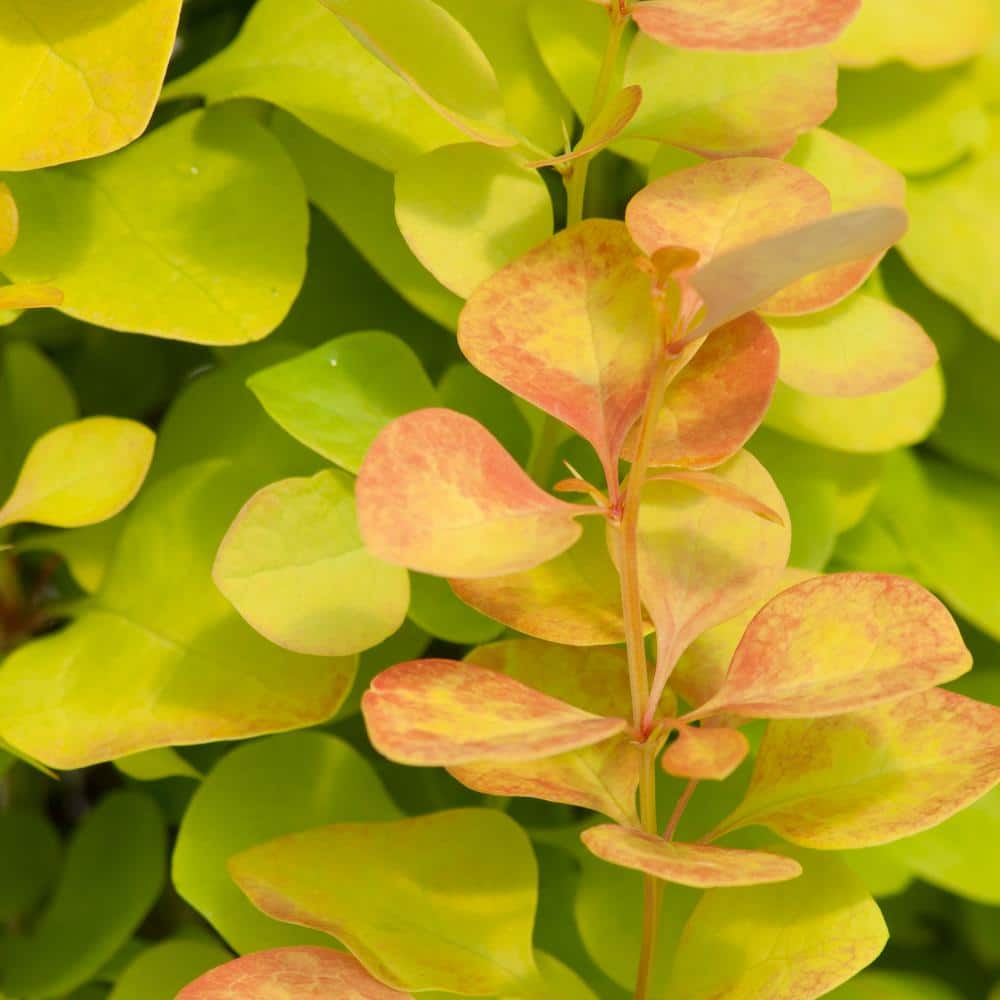 2 Gal. Sunjoy Gold Pillar Barberry Shrub with Vivid Gold Foliage - Hercitys