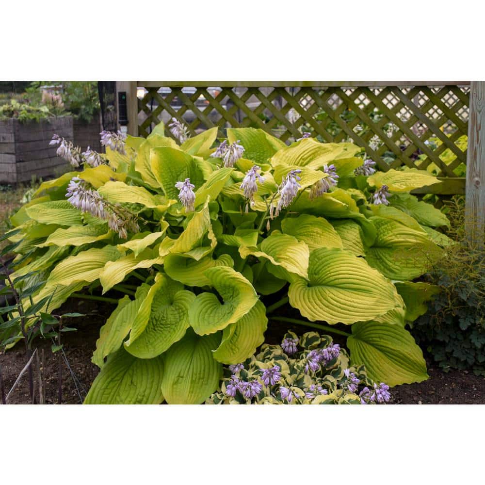 1 Gal. Shadowland Coast to Coast Hosta Live Flowering Shade Perennial Plant - Hercitys