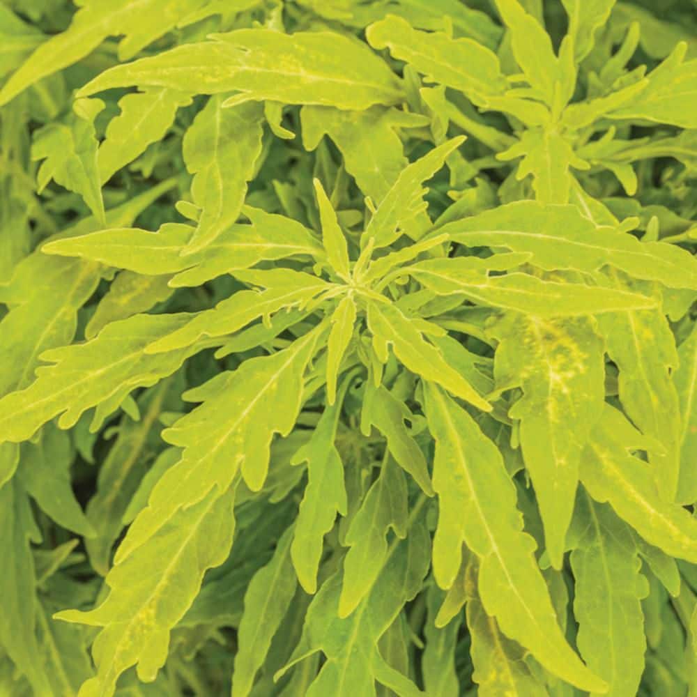 4.25 in. Eco+ Grande Colorblaze Mini Me Chartreuse Coleus (Coleus Scutellarioides) Live Annual Plant 4-Pack - Hercitys