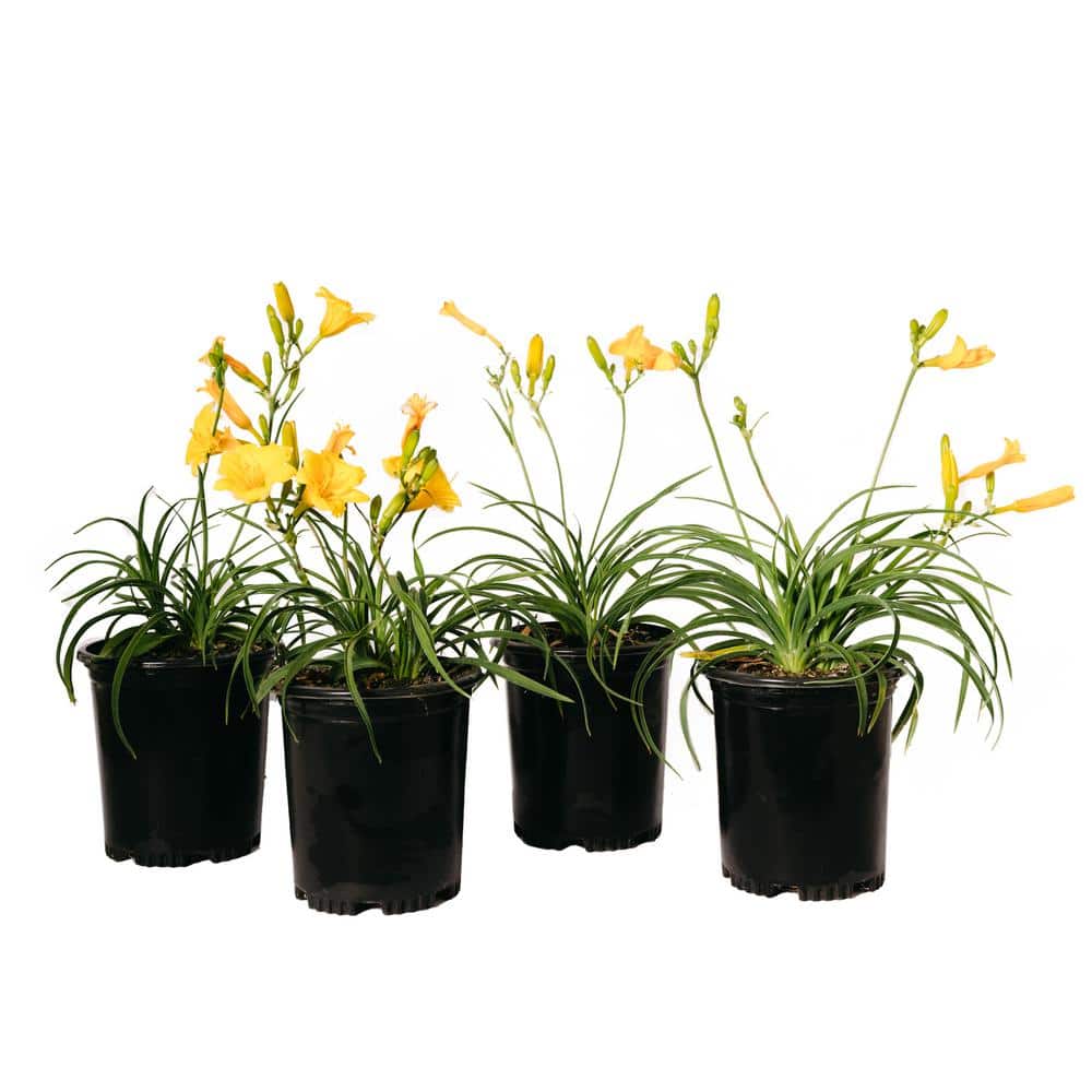 #1 Container Stella De Oro Dwarf Yellow Daylily Perennial Plant (4-Pack) - Hercitys