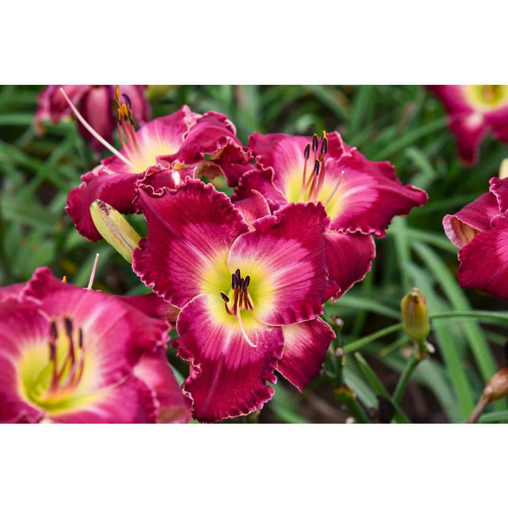 0.65 Gal. Rainbow Rhythm Blood, Sweat and Tears Live Perennial Plant, Red and Yellow Flowers (1-Pack) - Hercitys