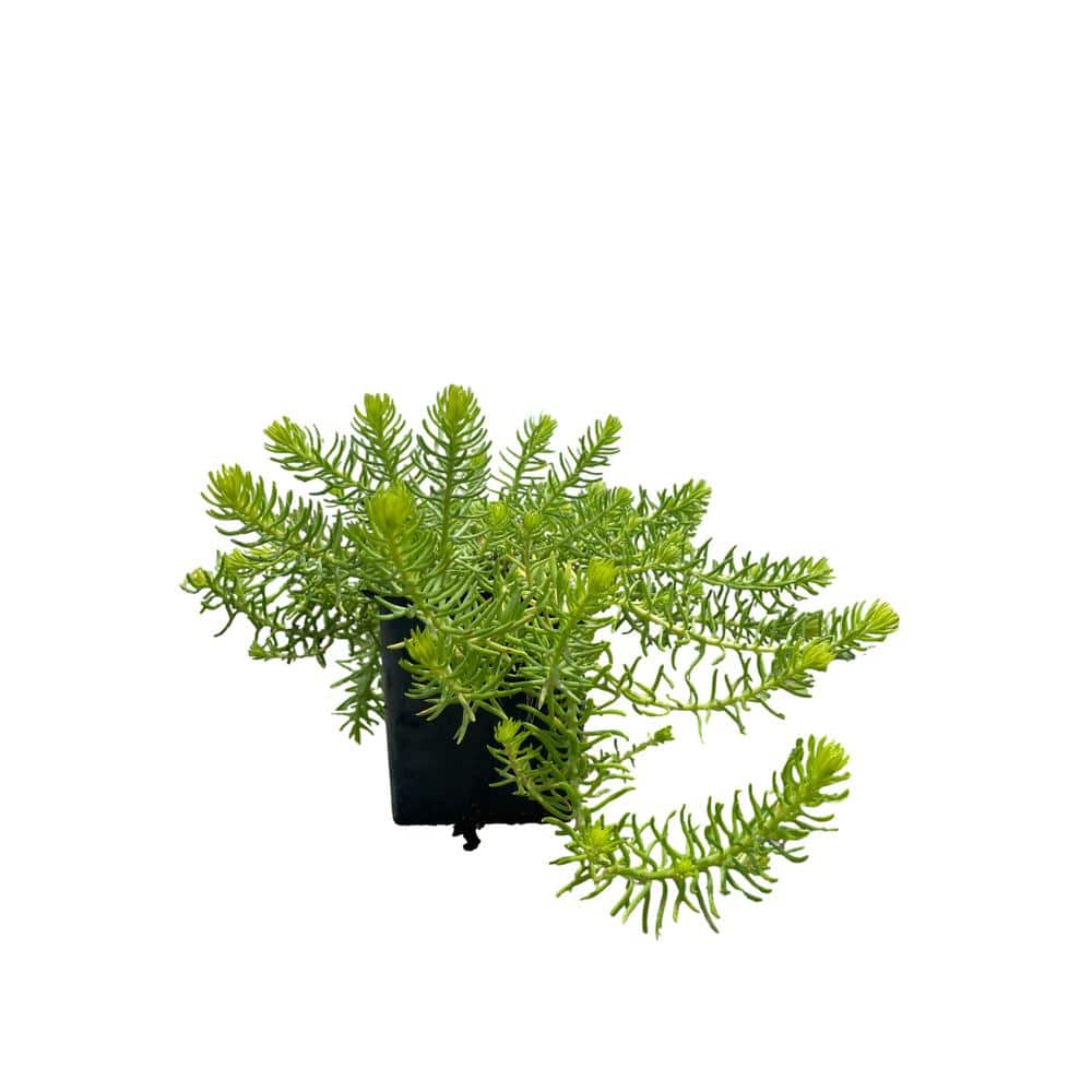 3 Angelina Sedum Plants in 3 Separate 4 in. Pots - Hercitys