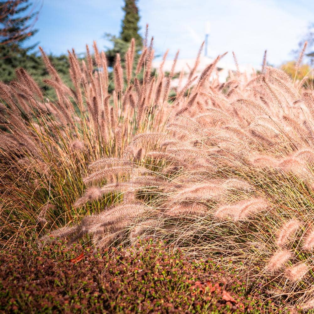 1 Gal. Dwarf Fountain Grass Hamelin - Hercitys