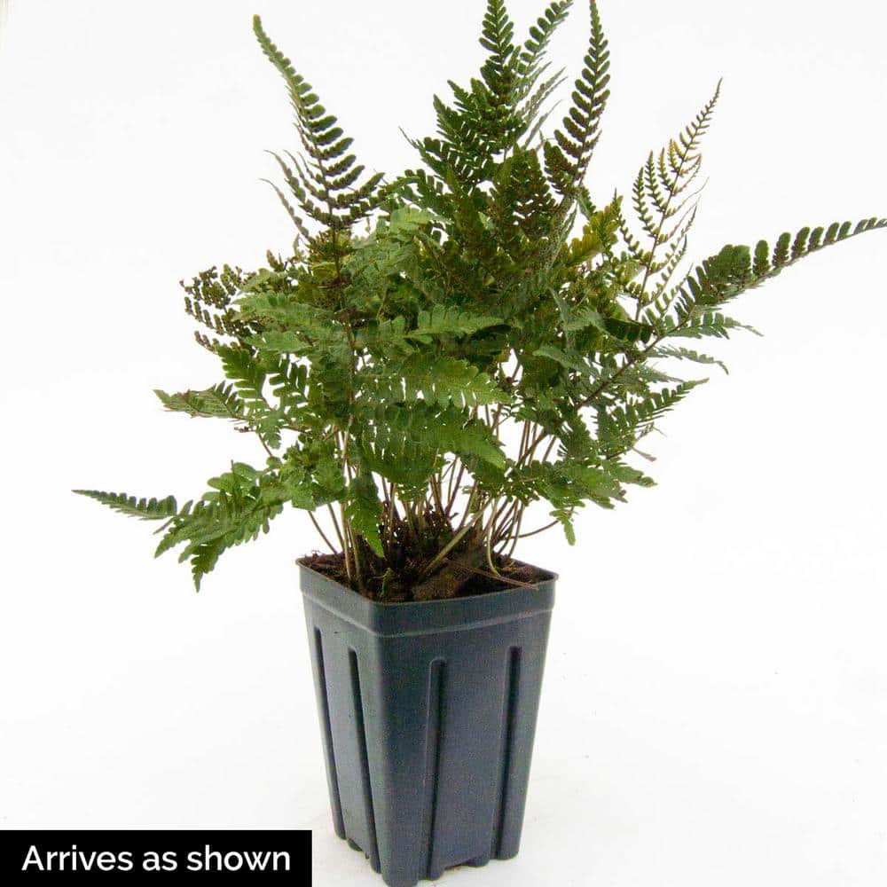 1 Gal. Pot, Japanese Painted Fern Perennial Plant (1-Pack) - Hercitys