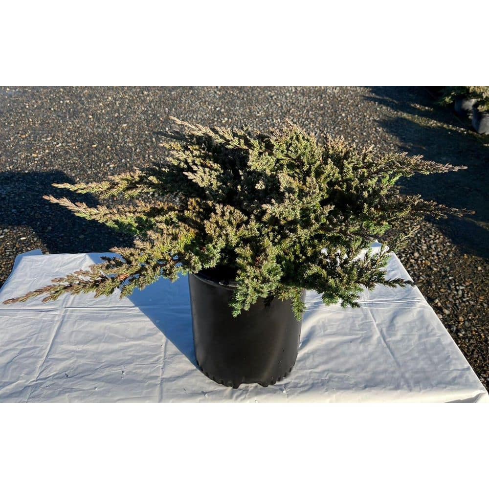 1.5 Gal Green Mound Juniper (Juniperus procumbens Green Mound) Evergreen Shrub 1-Each - Hercitys