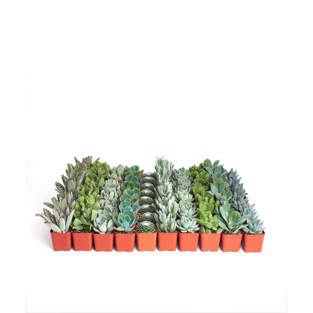 2 in. Blue/Green Collection Succulent (Collection of 40) - Hercitys