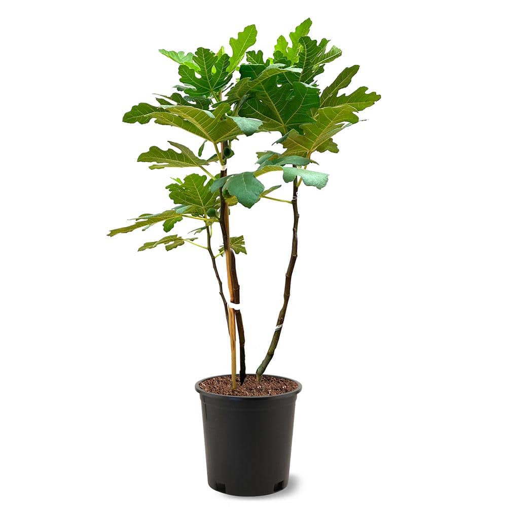 5 Gal. Brown Turkey Fig Tree - Hercitys
