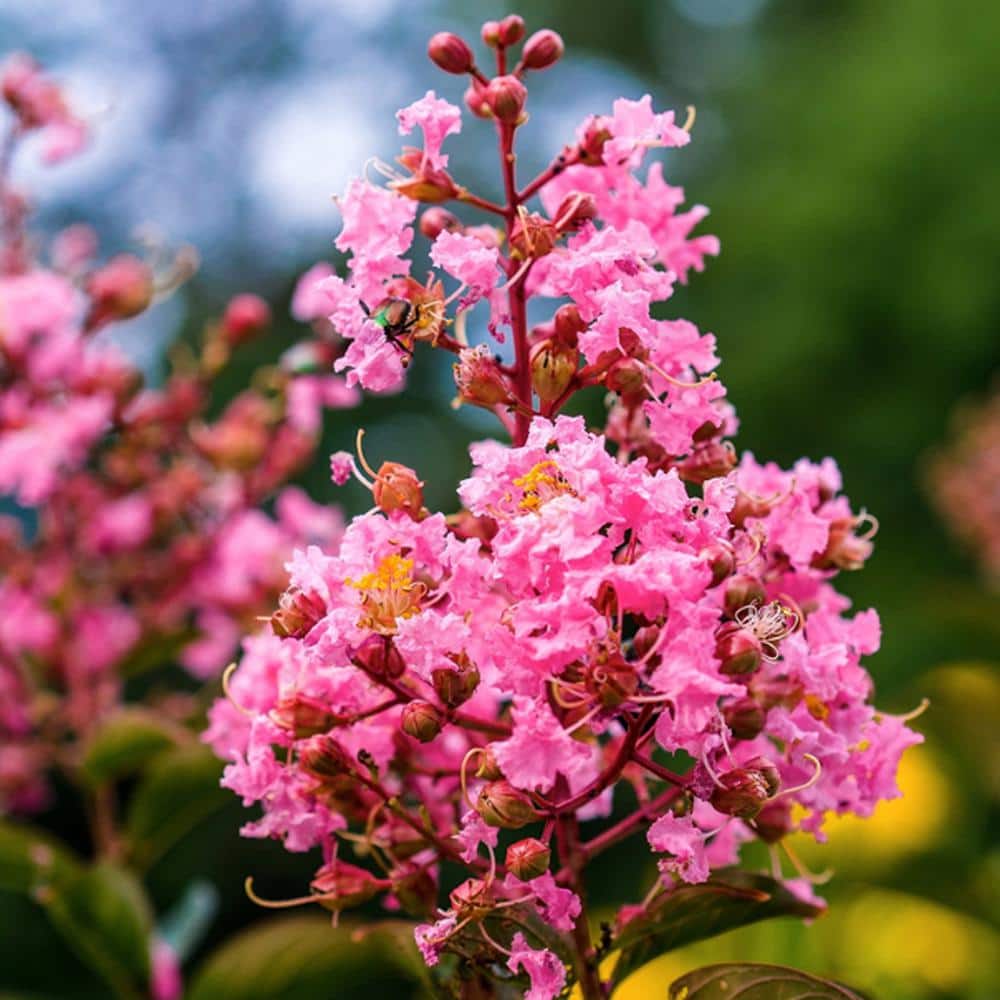 1 Gal. Coral Pink Sioux Crape Myrtle Tree - Hercitys