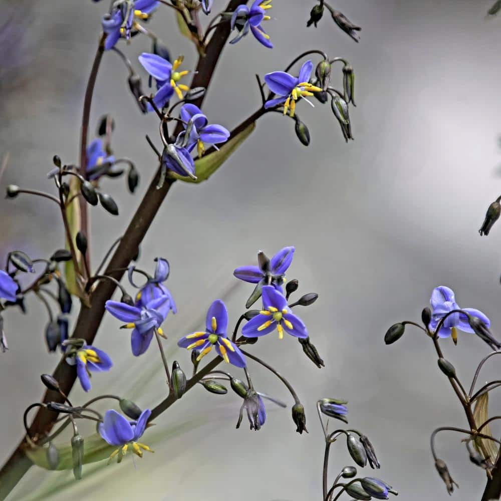 1 gal. Flax Lily Plant with Violet Flowers - Hercitys