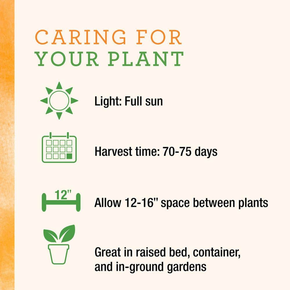 25 oz. Hot Burrito Pepper Plant (2-Pack) - Hercitys