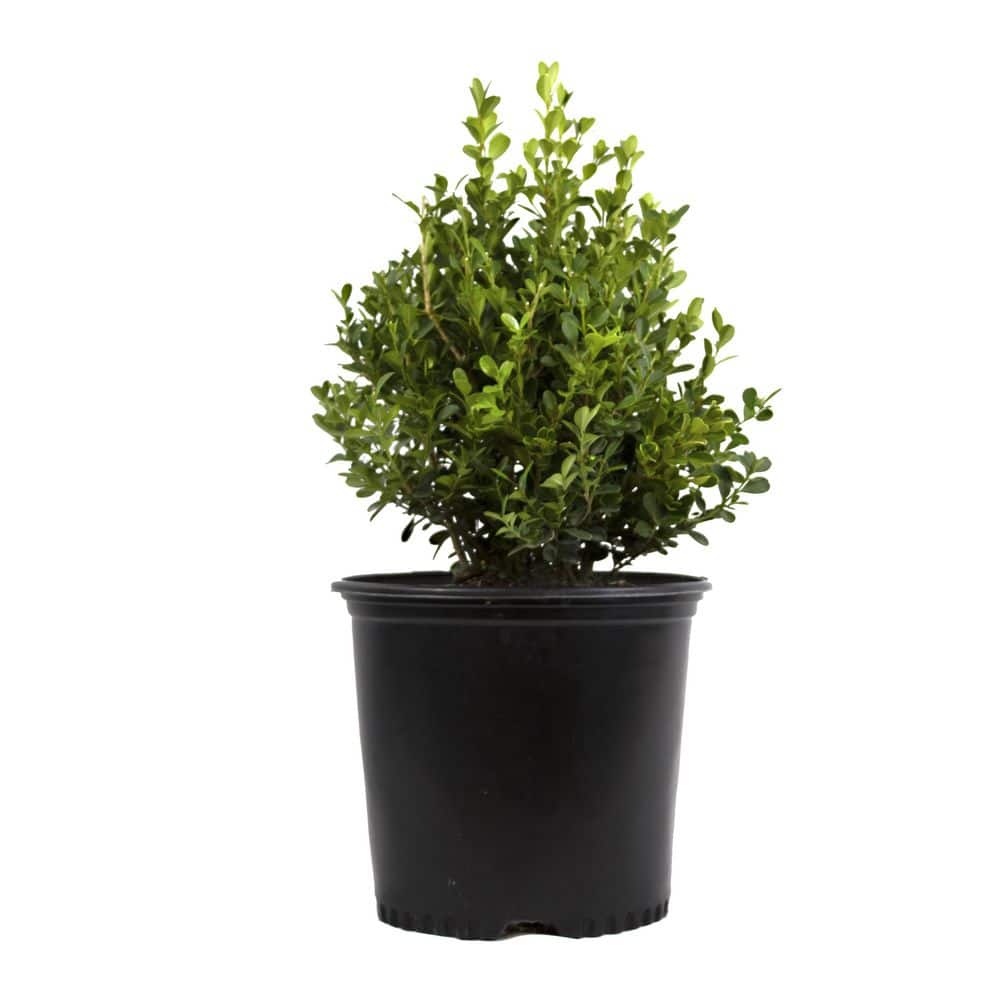 1 Gal. Japanese Boxwood Shrub Plant - Hercitys