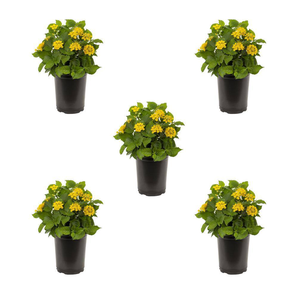 1.5 Pt. Yellow Lantana Annual Plant (5-Pack) - Hercitys