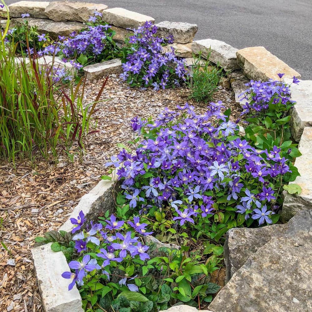 1 Gal. Pot, Chloe Clematis Vine, Potted Blue Flowering Perennial Plant (1-Pack) - Hercitys