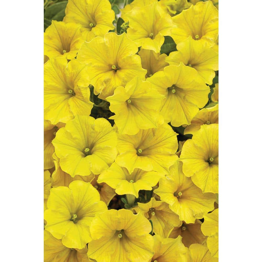 4.25 in. Eco Plus Grande, Supertunia Mini Vista Yellow Live Annual Plant, Yellow Flowers (4-Pack) - Hercitys