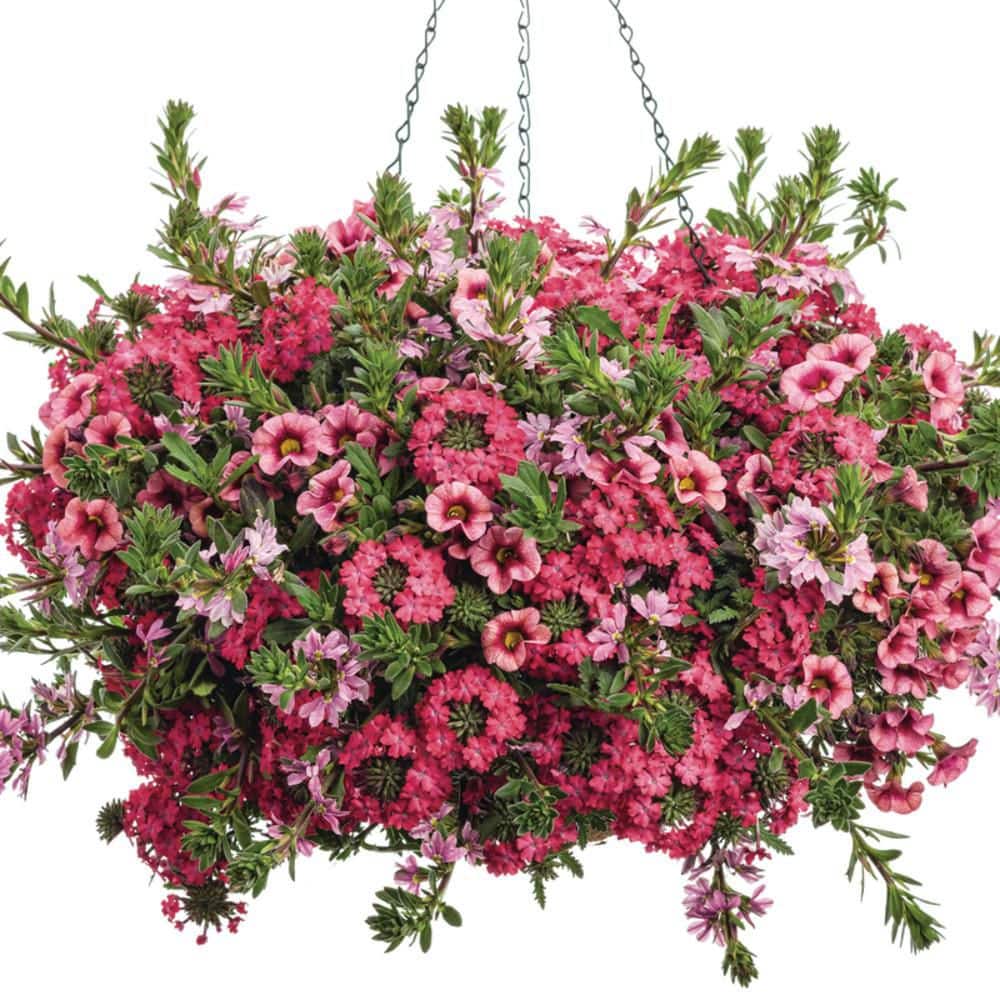 4.25 in. Eco+ Grande Superbells Strawberry Punch Calibarchoa (Calibrachoa hybrid) Annual Plant with Pink Flowers 4-Pack - Hercitys