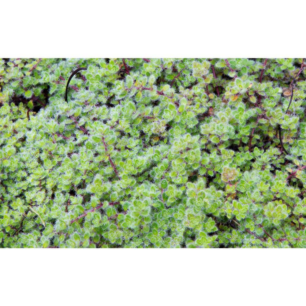 1 Gal. Wooly Thyme Creeping Thyme (Thymus Pseudolanuginos) Live Flowering Full Sun Perennial Groundcover Plant - Hercitys