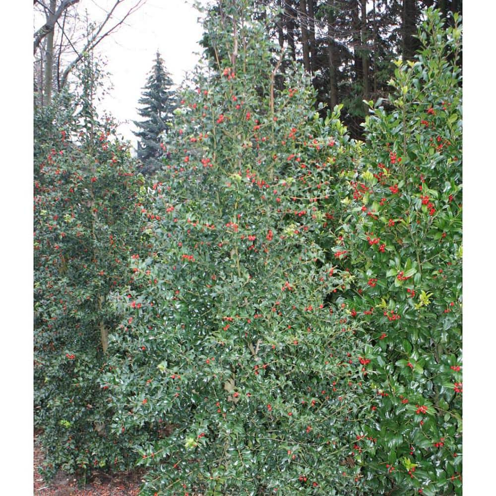 1 Gal. Dragon Lady Holly Shrub With Prolific Bright Scarlet Red Berries During Winter - Hercitys