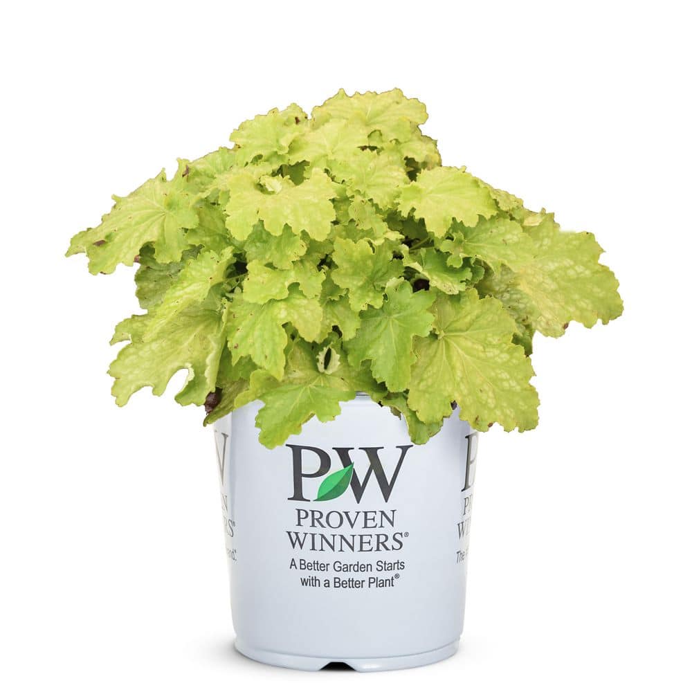 4.5 in. Qt. Dressed Up Ball Gown Coral Bells (Heuchera Hybrid) Live Perennial Plant with Yellow Foliage - Hercitys