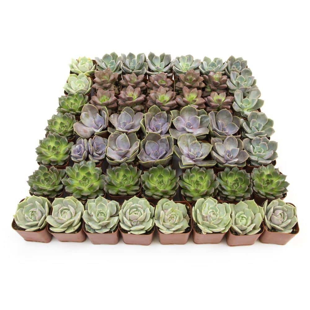 2 in. Square Succulent Assortment (50-Pack) - Hercitys