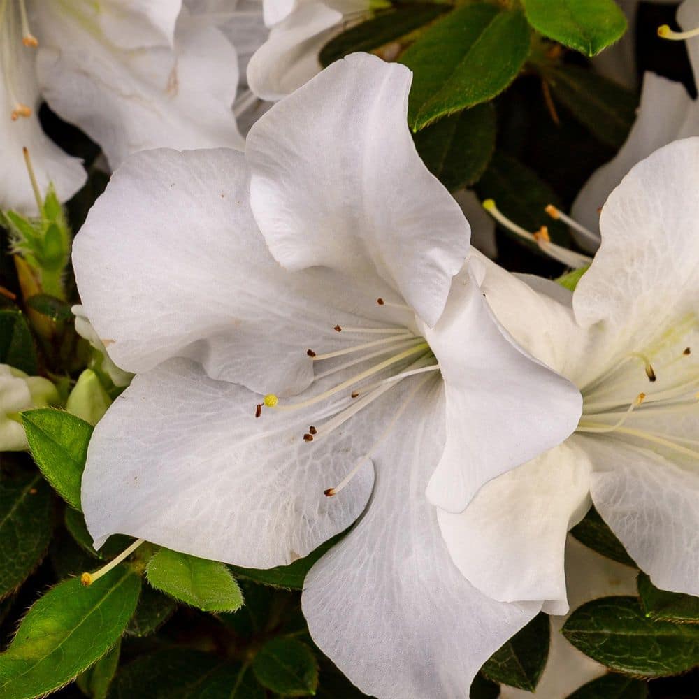 1 Gal. Autumn Ivory Shrub with Bright White Flowers - Hercitys