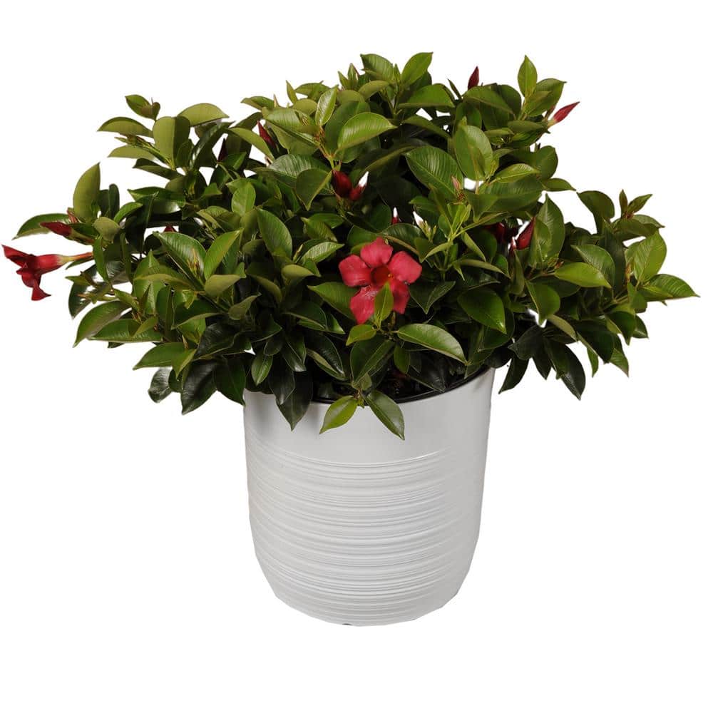 18 in. to 24 in. Tall Dipladenia Bush Red Flowering Plant Live Outdoor Blooming Plant in 10 in. White Decor Pot - Hercitys