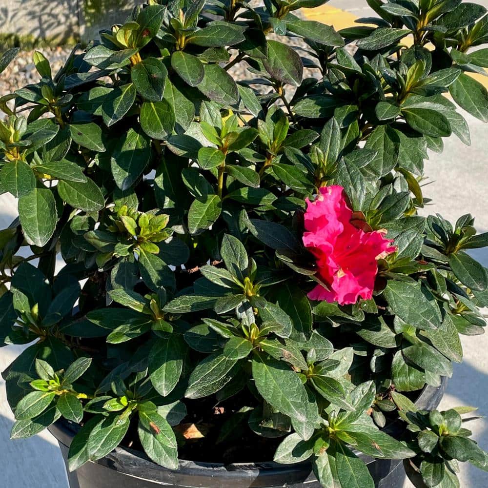 #5 Container Redbird Azalea Perennial Plant (2-Pack) - Hercitys