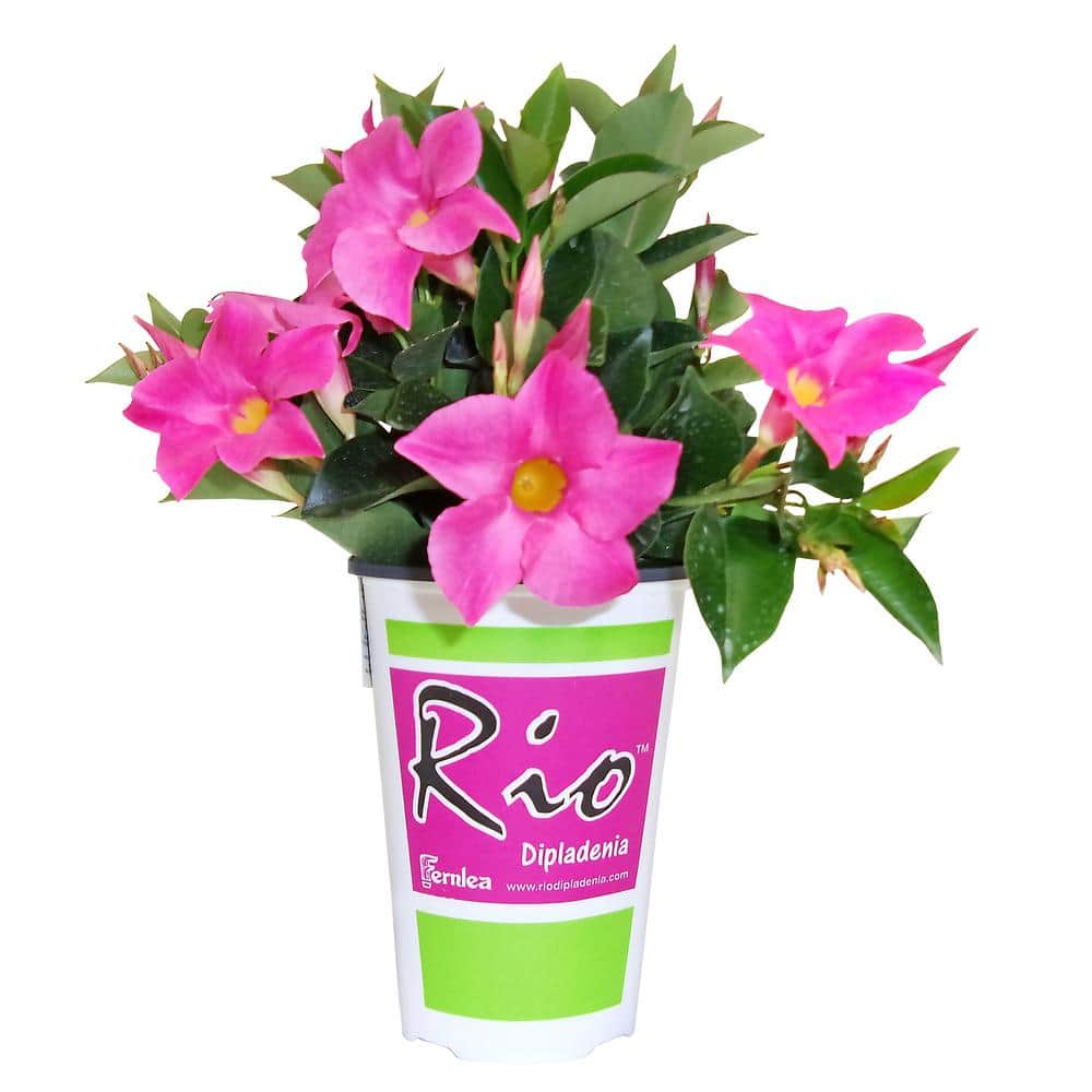 1.5 Pint Dipladenia Flowering Annual Shrub with Pink Flowers (4-Pack) - Hercitys