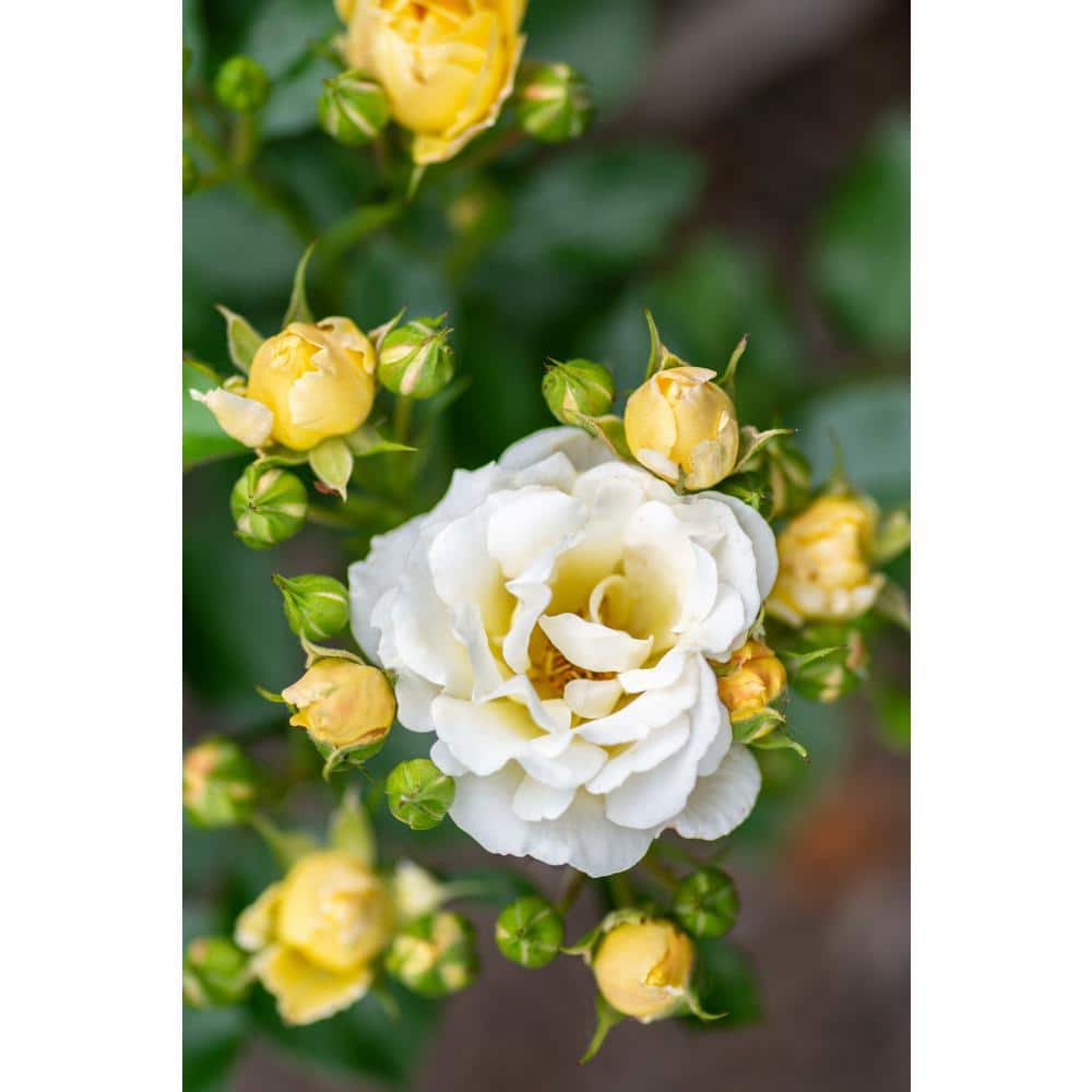 1 Gal. Popcorn Drift Rose Bush with Soft Yellow Flowers (2-Pack) - Hercitys