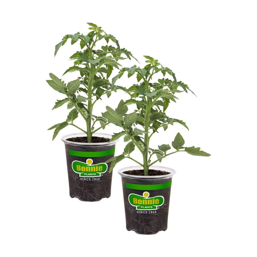 19.3 oz. Better Bush Tomato Plant, (2-Pack) - Hercitys