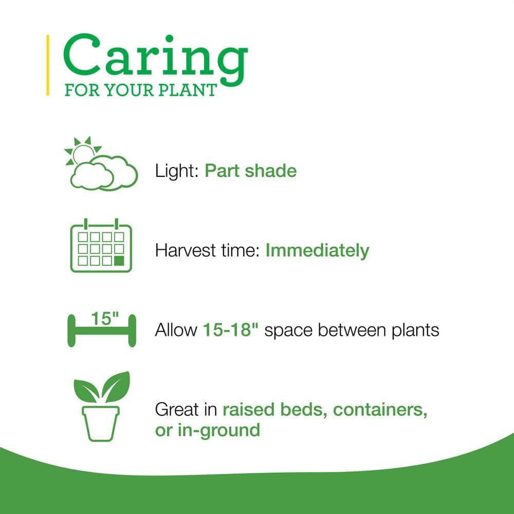 19 oz. Italian Flat Leaf Parsley Herb Plant (2-Pack) - Hercitys